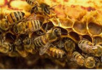 apiculture.JPG